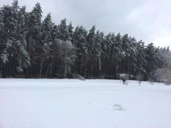 Prachtig Winterlandschap Met Besneeuwde Bomen — Stockfoto