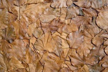   Arka plan ve duvar kağıdı için düşmüş ufalanmış yaprakların dokusu.