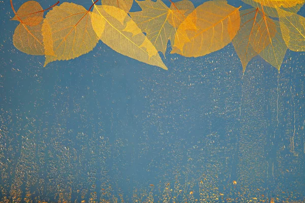 Podzimní Smutné Pozadí Kostinizovaným Listím Dešťové Kapky — Stock fotografie