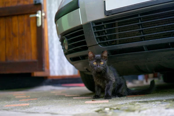 Een Beetje Zwart Kitten Speelt Met Een Bezem Straat — Stockfoto