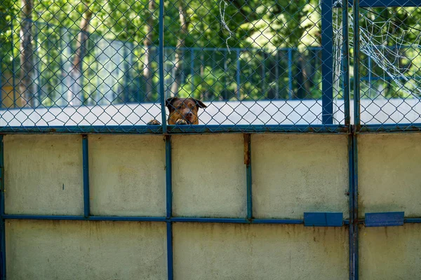 A large angry dog barking at passersby from behind a fence.