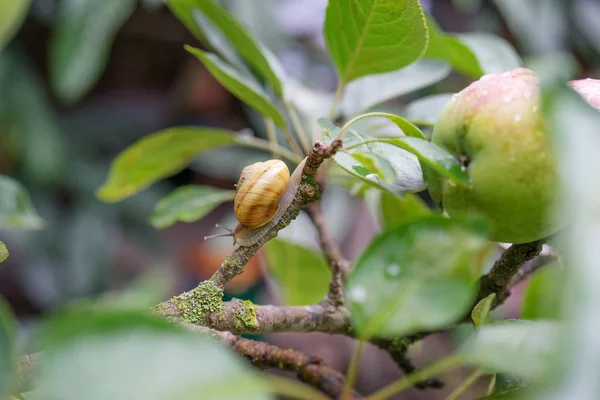 Snail Crawling Apple Hanging Tree Rain — Stock Photo, Image