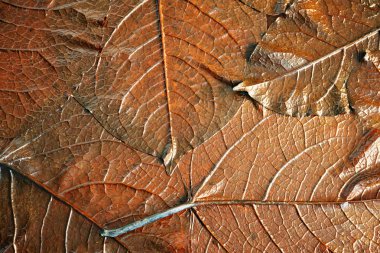 Yaratıcı arka plan eski bırakır. Yatay, makro.