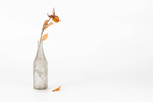 旧尘土飞扬的瓶子与干玫瑰花 在白色背景上隔离 — 图库照片