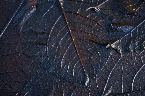 Creative Background Old Leaves Horizontal Macro — Stock Photo, Image