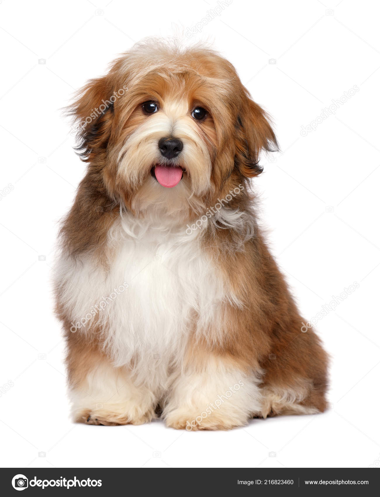 Cute Happy Red Parti Havanese Puppy Dog Looking Stock Photo by 216823460