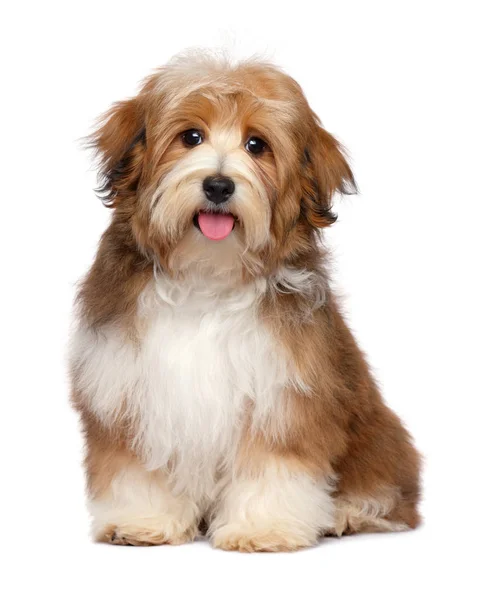 Bonito Feliz Vermelho Parti Colorido Havanese Cachorro Cão Está Sentado — Fotografia de Stock