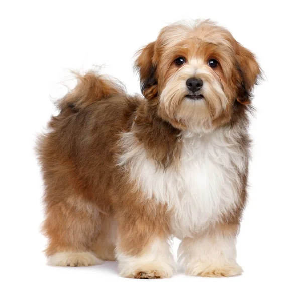 Cute Red Parti Colored Havanese Puppy Dog Standing Looking Camera — Stock Photo, Image