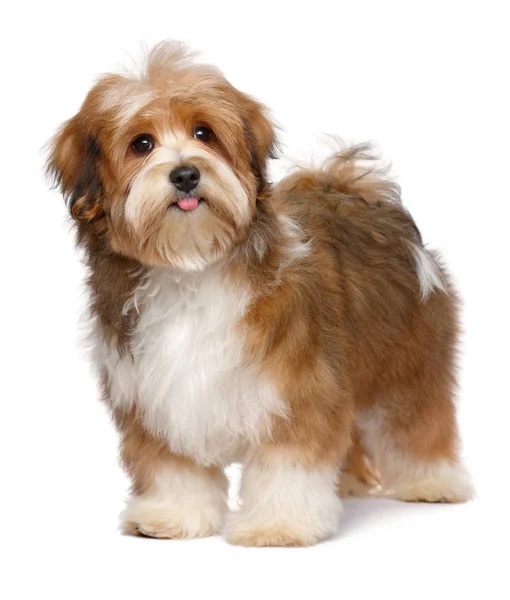 Cute Happy Red Parti Colored Havanese Puppy Dog Standing Isolated — Stock Photo, Image