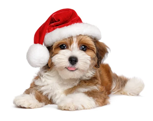 Happy smiling Havanese puppy is wearing a Christmas hat — Stock Photo, Image