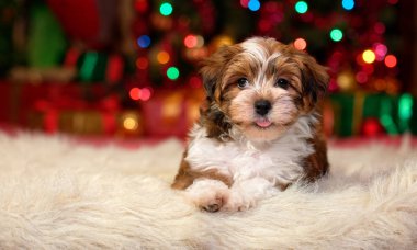Mutlu bir Bichon Havanese köpek yavrusu bir Noel ağacı ışıkları önünde yalan söylüyor, yakın çekim