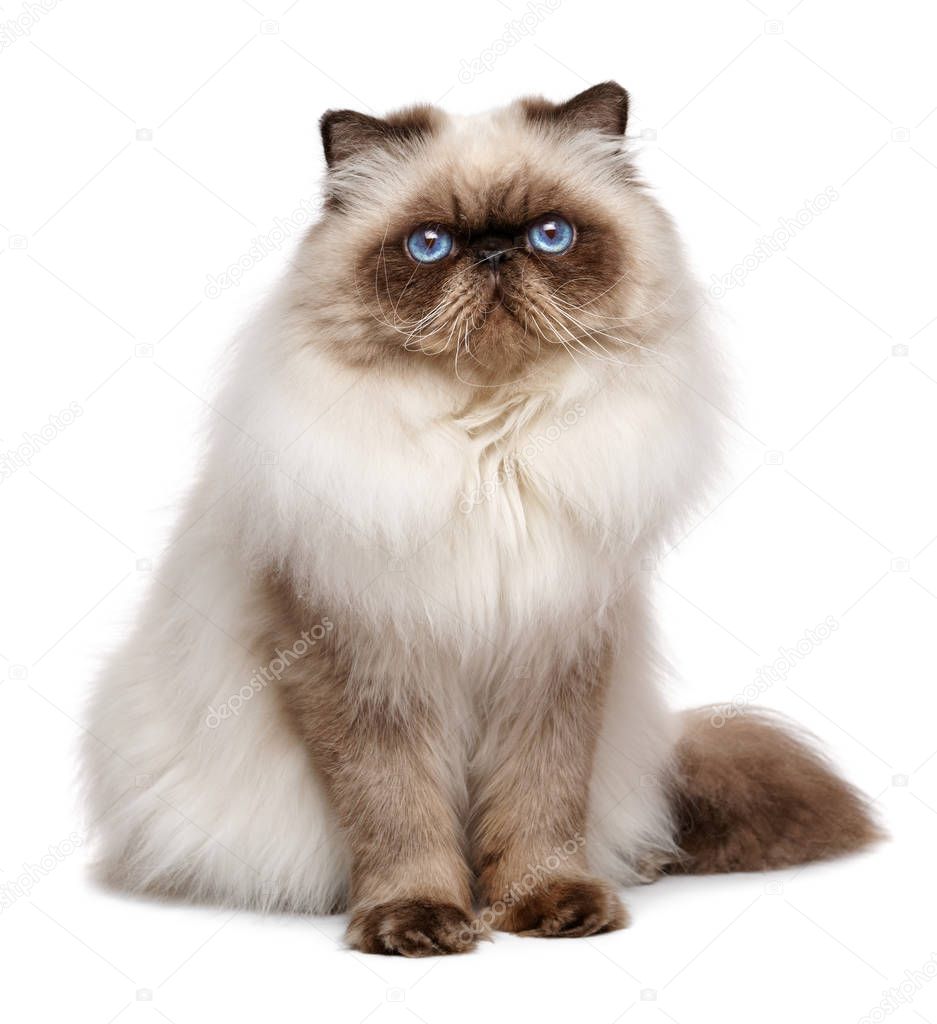 Beautiful 1 year old seal colourpoint persian cat - isolated on white background 