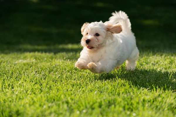 잔디에서 달리는 쾌활한 하바네스 강아지 — 스톡 사진