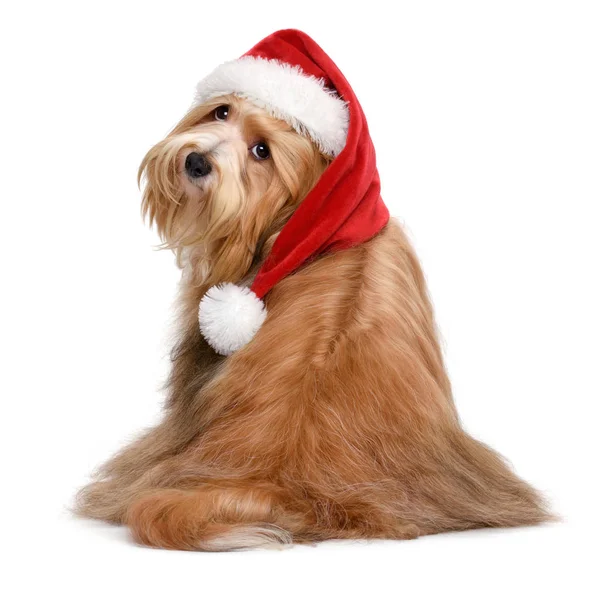 Χαριτωμένο χαβανέζικο σκυλί σε ένα καπέλο Σάντα Χριστούγεννα — Φωτογραφία Αρχείου