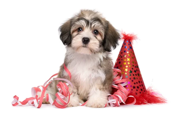 Lindo cachorro de Havanese sentado entre las decoraciones de fiesta de Año Nuevo — Foto de Stock