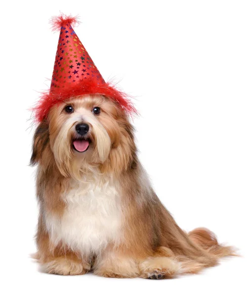 Feliz perro Havanese en un sombrero de fiesta de cumpleaños rojo — Foto de Stock