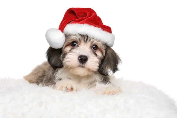 Cute havanese puppy is lying on a white pillow in Santa's hat — Stock Photo, Image