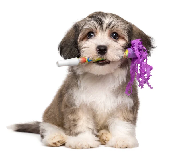 Söt Havanese valp med en nyårsafton trumpet i munnen — Stockfoto