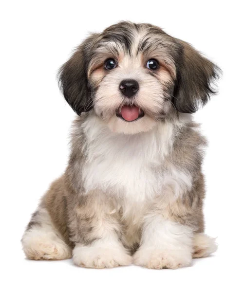 Hermoso cachorro sonriente poco havanese — Foto de Stock