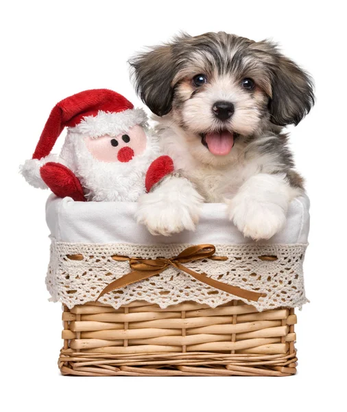 Happy Havanese puppy dalam keranjang dengan mainan Santa yang mewah — Stok Foto