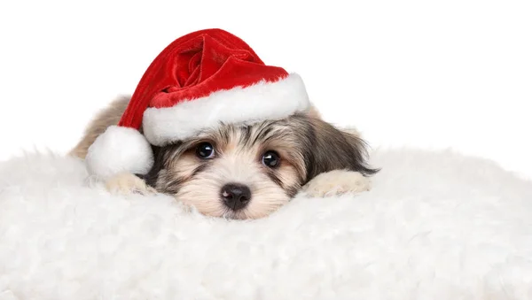 Cute havanese puppy lying on a white pillow in Santa's hat — ストック写真