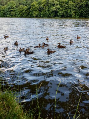 Ördekler Czech cumhuriyetindeki Mnisek kapsülü brdy 'nin yanındaki gölde huzur içinde yüzüyor, yaz gününün tadını çıkarıyorlar.