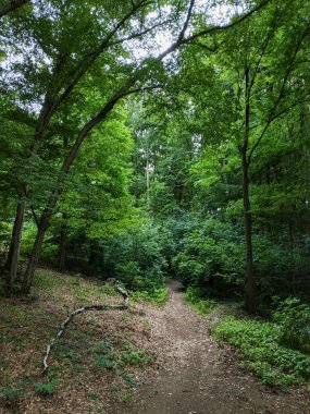 Manzaralı yol, şato mnisek kapsülü brdy 'nin etrafındaki sakin ormanlık alanda keşif yapmaya davet ediyor.