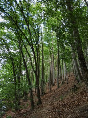Güneş ışığı yoğun yeşil bir ormanın tepe örtüsünden süzülerek Çek Cumhuriyeti 'ndeki Şato Mnisek kapsülü brdy yakınlarındaki tepe yolunu aydınlatıyor.