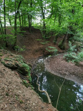 Bereketli bitki örtüsü, Çek Cumhuriyeti 'ndeki Mnisek pod brdy şatosunun yakınındaki ormandan geçen sakin bir dereyi çevrelemektedir.