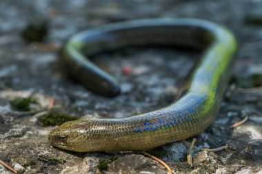 Doğal ortamlarında Anguis fragilis (yavaş solucan). Erkek