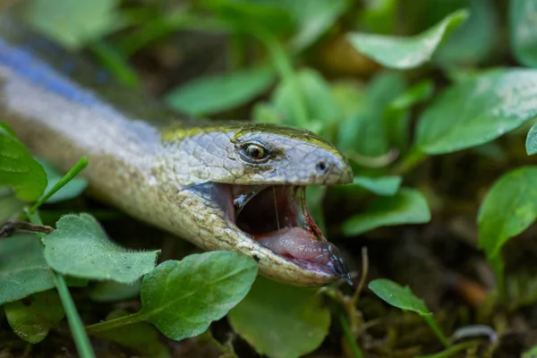 Close Anguis Fragilis Legless Lizard Habitat Natural Com Língua Sentindo — Fotografia de Stock
