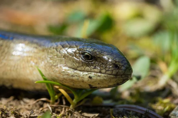 Close Anguis Fragilis Slow Worm Natural Habitat Male — Stock Photo, Image