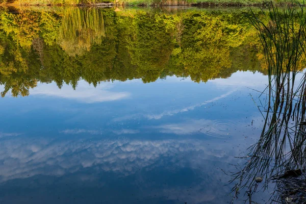 Reflet Des Arbres Dans Les Eaux Calmes Lac — Photo