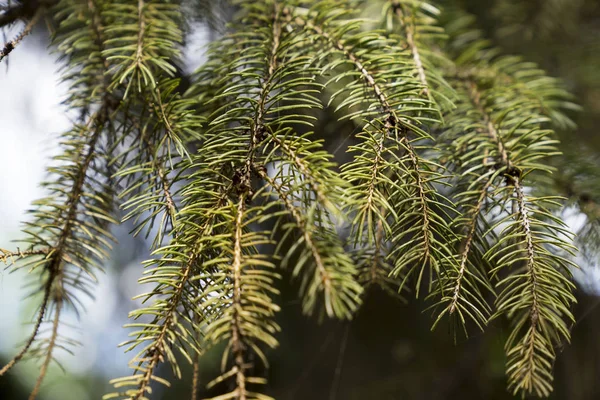 Pine Bijkantoor Worden Vermeld Hout Naaldhout Bos Aard Natuurlijke Groen — Stockfoto