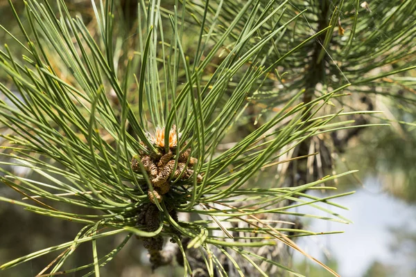 Kiefer Zweig Holz Nadelholz Wald Natur Natürlich Grün Muschel Immergrün — Stockfoto