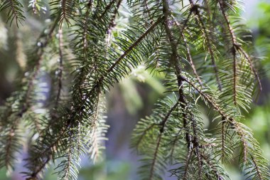 çam; Şube; ahşap; iğne yapraklı; Orman; Doğa; doğal; yeşil; kabuk; Evergreen; Sezon; çam; arka plan; Noel; ağaç; ekoloji; Evergreen; gelir; Flora; Deri; doğa doğal; iğne; Yeni; Organik; Park; bitki; temiz; kaçak; Sezon; Seasona
