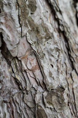 Ağaç gövdesinin ayrıntıları