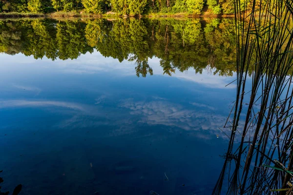 Beau Paysage Lac Arbre Vert — Photo