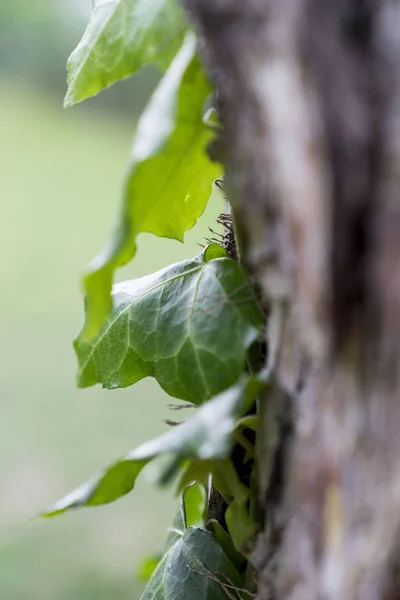 木のツタ植物のクローズ アップ — ストック写真