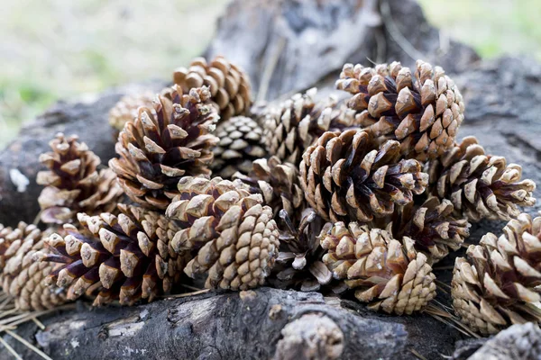 Natuurlijke Droge Pinecones Nex Liegen Tegen Een Boom — Stockfoto