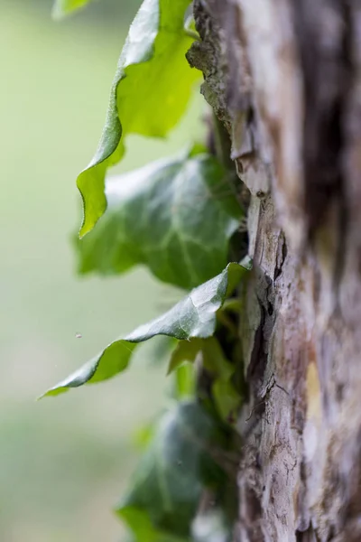 Bir Sarmaşık Bitki Bir Ağaç Üzerinde Kapat — Stok fotoğraf