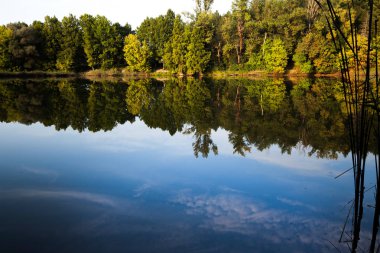 Güzel Orman Gölü. Yaz manzara. Ağaçlar ove silüeti