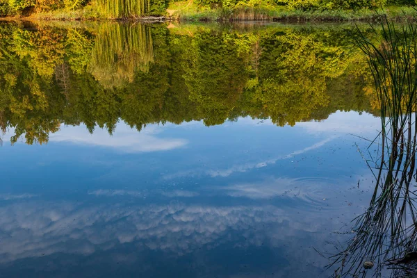 Le ciel bleu et les arbres se reflètent dans le lac forestier — Photo