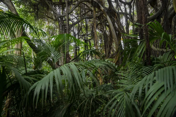 Vegetação tropical selvagem com plantas naturais e vegetação Fotografias De Stock Royalty-Free