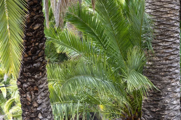 Vegetazione tropicale selvaggia con piante naturali e vegetazione — Foto Stock