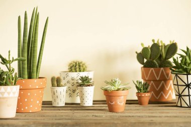 Tencere pastel zemin üzerine yeşil succulents el boyalı