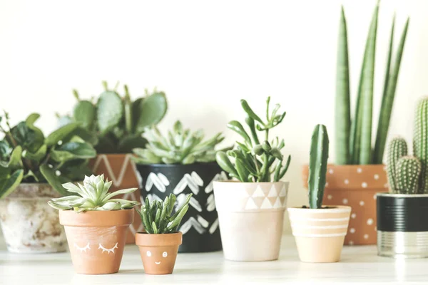 Green succulents in hand painted pots on pastel background