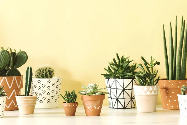Green succulents in hand painted pots on pastel background