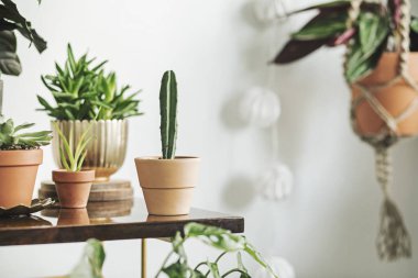Beyaz arka plan üzerinde houseplants kil tencere İskandinav tarzı ile yeşil köşe