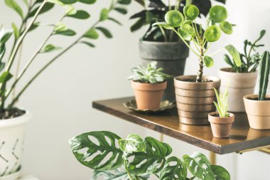 Ahşap raf houseplants koleksiyonu ile yeşil köşe